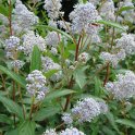 Ceanothus x delilianus fleur